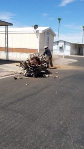 tree removal
