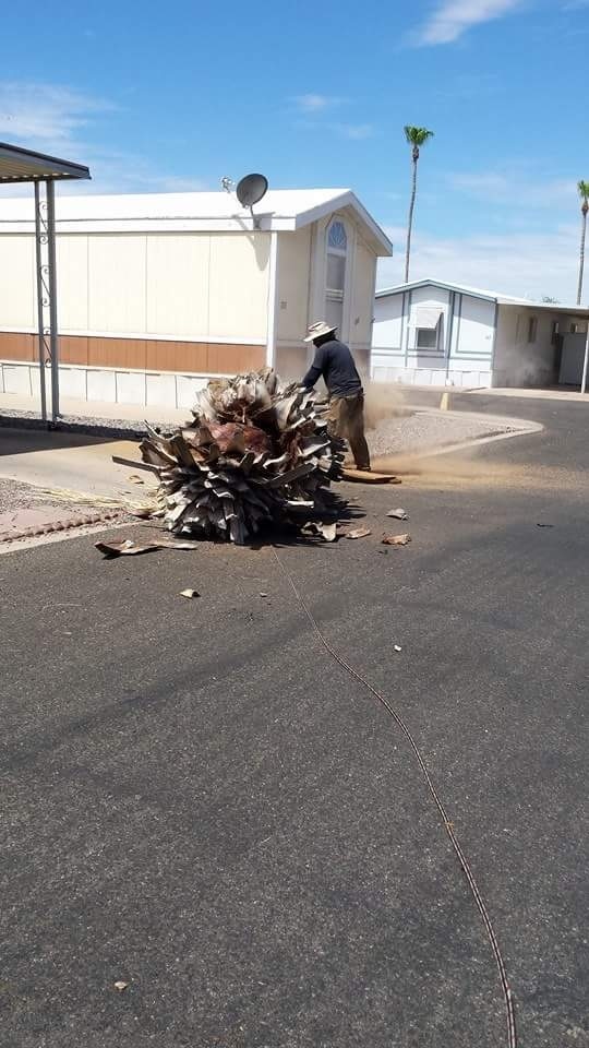tree removal