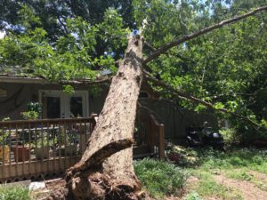 tree trimming