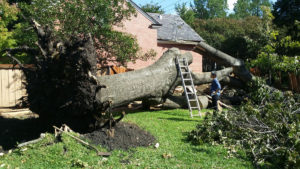 tree trimming