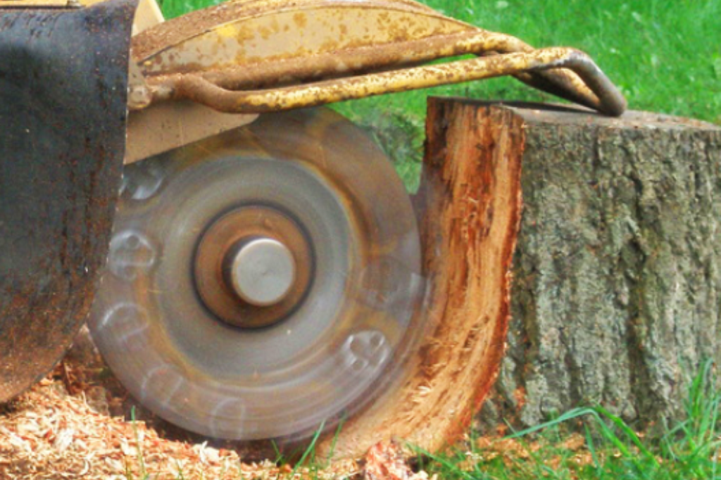 stump-grinding-phoenix-arizona (1)