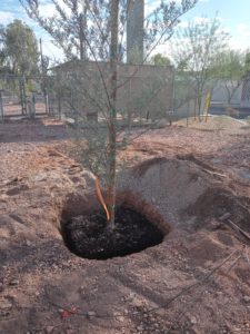 tree planting